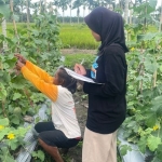 Kunjungan Mahasiswa KKN ke Petani Melon: Belajar Proses Budidaya dan Pemasaran di Desa Lambur 1 Kecamatan Muara Sabak Timur
