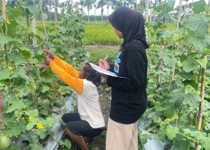 Kunjungan Mahasiswa KKN ke Petani Melon: Belajar Proses Budidaya dan Pemasaran di Desa Lambur 1 Kecamatan Muara Sabak Timur